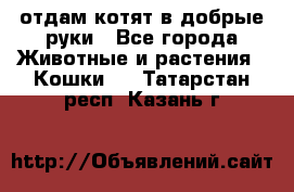 отдам котят в добрые руки - Все города Животные и растения » Кошки   . Татарстан респ.,Казань г.